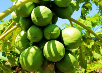 La CAUL comprará 200 mil kilos de mamón, pero sin precio ni fecha de pago