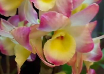 Se viene una nueva edición de la Exposición de Orquídeas en la Sociedad Italiana de Posadas