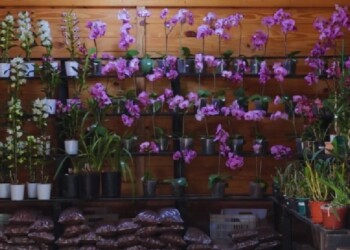 Cómo la biotecnología ayuda en la producción de orquídeas en la tierra colorada