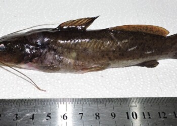 Peces del río Paraná: Rhamdia quelen