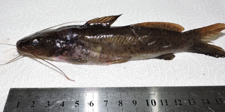 Foto gentileza Lic. Danilo R. Aichino