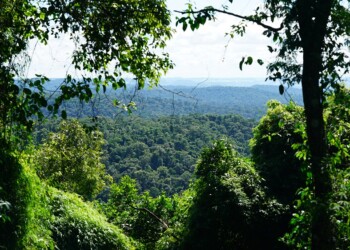 Día del Árbol: Proyectos tecnológicos para conservar y regenerar bosques