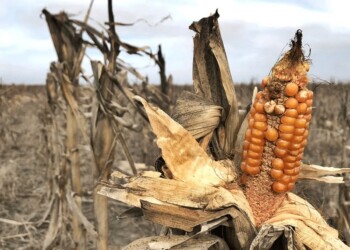 Cuáles fueron los años más secos en Argentina y su impacto al agro