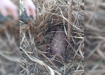 Liberaron a un tatú que había quedado atrapado en una trampa