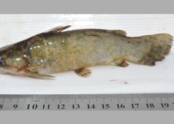 Peces del río Paraná: Trachelyopterus lucenai