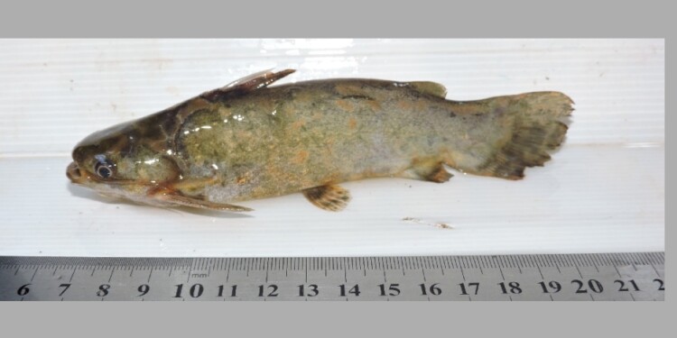 Trachelyopterus lucenai/   Foto: Lic. Danilo R. Aichino