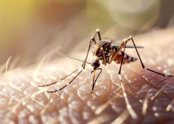 Mosquito del dengue: nueva mutación aumenta su resistencia a la fumigación