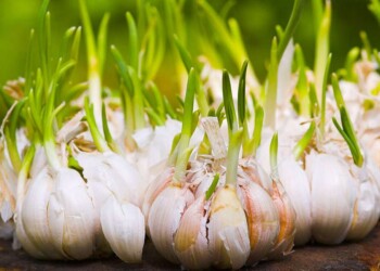 Técnicas para sembrar ajo en macetas, en el hogar