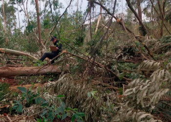 Un trabajador murió aplastado por un árbol en Campo Ramón