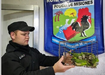 Ruiz de Montoya: Detienen a dos personas con más de una docena de cotorras en cautiverio