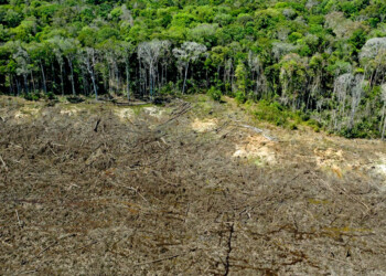 Según un estudio, Brasil perdió 33% de áreas naturales de su territorio