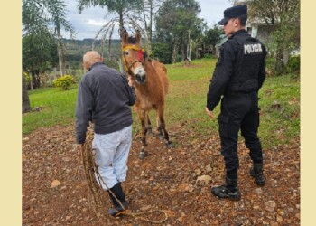 Recuperan caballos en Dos de Mayo y Pueblo Illia