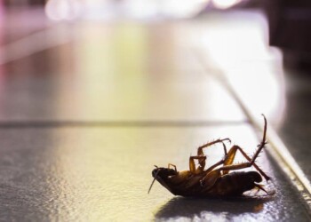 La hierba ideal para matar cucarachas