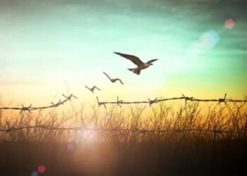 Pájaros del mismo plumaje