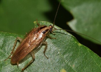Qué plantas podrían atraer cucarachas al hogar