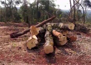 Denuncian nuevo desmonte en territorio de Tekoa El Doradito en Caraguatay