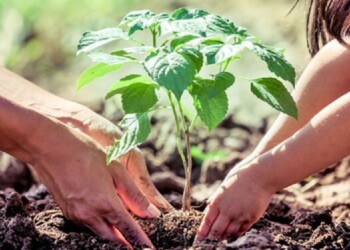 Día del Árbol: Proyectos tecnológicos para conservar y regenerar bosques