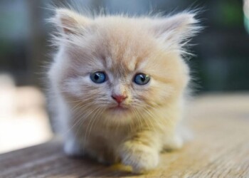 Día Internacional del Gato: cuáles son los beneficios de tenerlos de mascotas