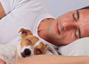 Por qué tu perro duerme a tu lado y cuáles son sus beneficios
