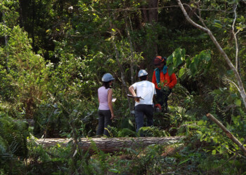 La AFOA alertó que una ley provincial puede afectar a la producción forestoindustrial