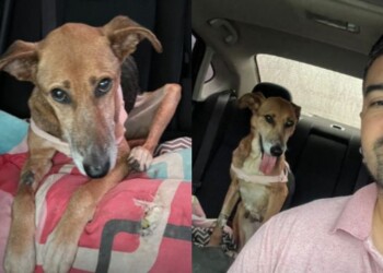 Desesperado pedido de rescatista de animales: “Se me está yendo de las manos y no quiero dejar de ayudar”