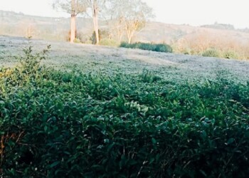 Este lunes se registró la helada más intensa de un agosto récord en Misiones