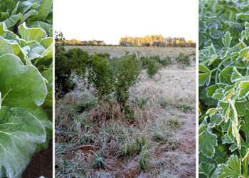Helada generalizada liquidó al agro: afectó a las verduras y a la producción anual temprana