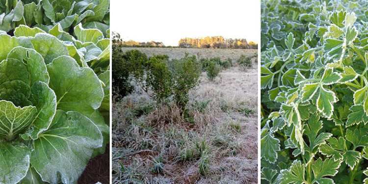 “CRISTALIZADAS”. A lo largo de la zona productora de verduras y hortalizas se registraron afectaciones y pérdidas por las heladas de este martes.