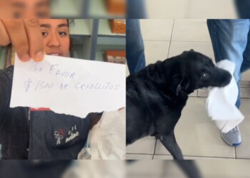 Otto, el perro que se volvió viral: le compra los criollos a su dueño