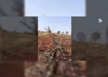 Paraguay: por falta de mercado y bajos precios, productores destruyen sus plantaciones de yerba