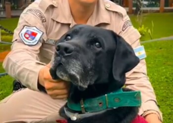 Video: la emotiva “jubilación” de Rango, el can que cuidó la frontera de Misiones