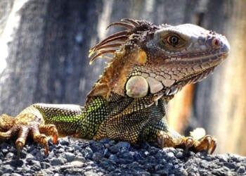 Diez curiosidades sobre los lagartos en su día