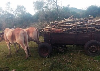 En las chacras, la leña de monte es fuente adicional de ingresos