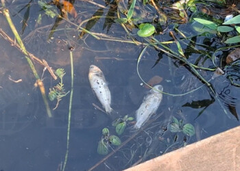 La mortandad de peces en la bahía El Brete se dio por “falta de oxígeno en el agua”