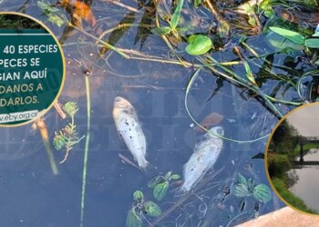 Investigan la aparición de peces muertos en el arroyo Itá y la bahía El Brete