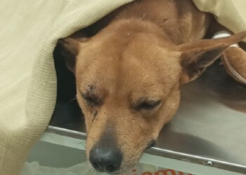 Detuvieron a uno de los delincuentes que mataron a un perro a balazos