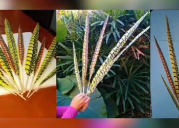 Grupo de emprendedores posadeños producirá y venderá plumas artificiales para estudiantina y carnavales