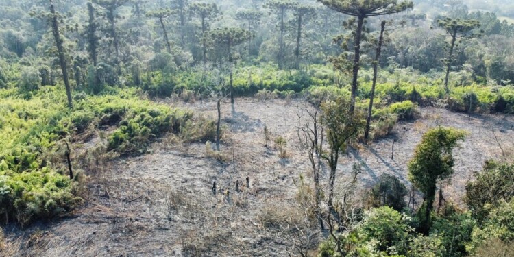 FUEGO. Un incendio en el Parque Provincial Araucaria, en San Pedro, fue sofocado por Guardaparques, Bomberos Voluntarios y la Policía. Se investigan las causas del fuego que afectó una hectárea y media en recuperación.