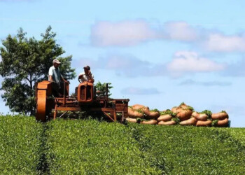 Precio del té: lejos de un acuerdo entre la producción y la industria