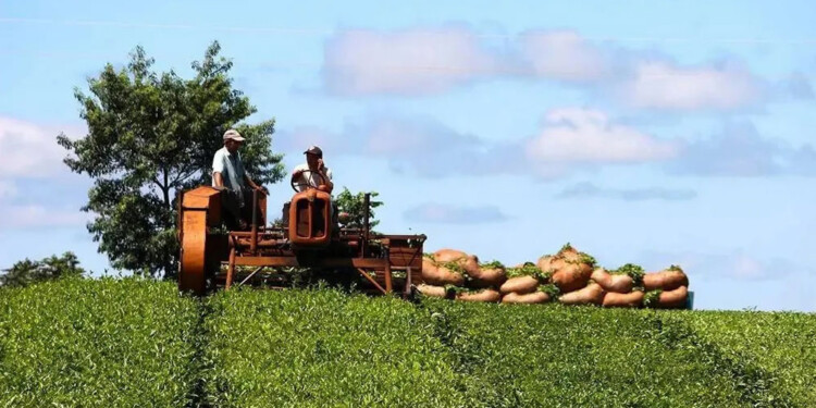 A LA ESPERA. Los productores quieren certezas para saber si podan o fertilizan, pero las definiciones tardan en llegar.