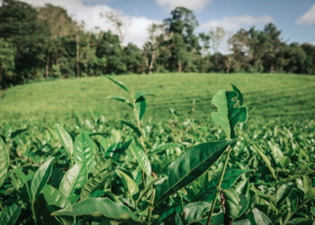 Primer semestre de la era Milei: Misiones exportó más yerba y té que en el 2023