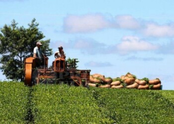 Productores pedirán 130 pesos por kilo de brote de té puesto en secadero