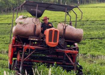 Productores e industria acordaron en 80 pesos el kilo de hoja verde del té