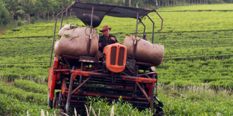 CRISIS. Algunos productores incluso debieron descartar parte de la cosecha.