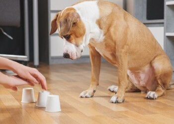 Pautas de juego con tu perro