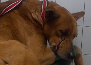 Buscan a dos individuos que balearon a un perro en Oberá