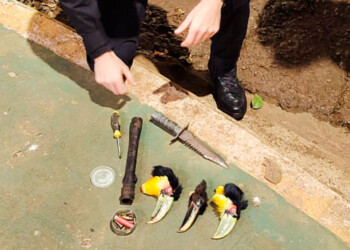 Cazaron tucanes, exhibieron sus fotos en redes sociales y fueron detenidos