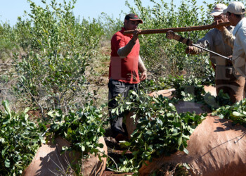 La Nación confirmó la desregulación del mercado yerbatero