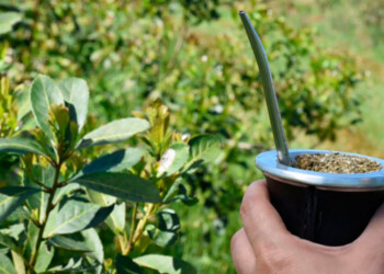 El precio de la hoja verde tocó fondo: apenas es 5,8% del paquete en góndola