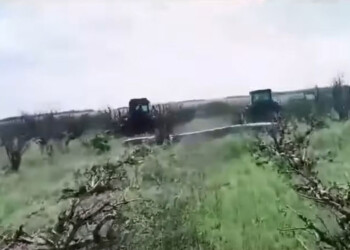 Yerba paraguaya: destrucción de yerbales en Itapúa pero mayores planes de exportación